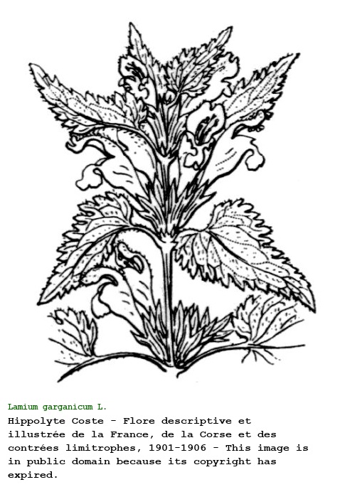 Lamium garganicum L.